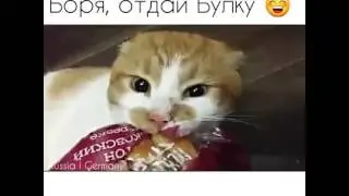 Боря, отдай булку!