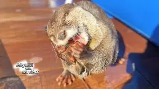 Adorable Otters Go Crazy for Ice in the Yard! [Otter Life Day 946]