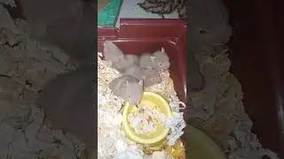 хомякам 21 день