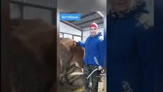 Емон сигирди согиш усули