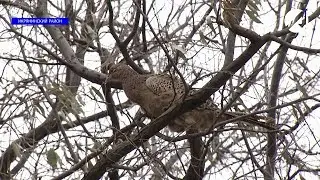 В Астраханской области в природу выпустили сто фазанов
