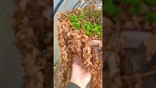 апрель в моем саду!