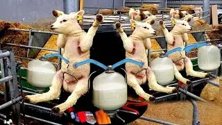 Farmers Use High-Tech in Raising Livestock You've Never Seen - Most Advanced Livestock Technology
