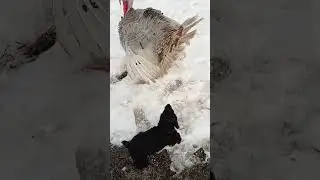 щенок спаниеля на охоте