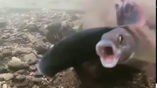 Fish Screams !!!