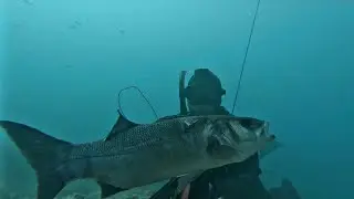 Chasse sous marine côte d'azur octobre 2020