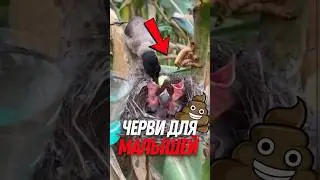 🐦 Experiment with chicks and their parents!