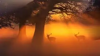 The beauty of nature on earth (HD1080p)