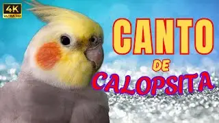 Canto de Calopsita #calopsitas #calopsita