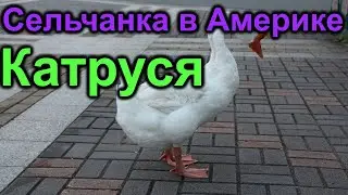 Сельчанка в Америке. Катруся