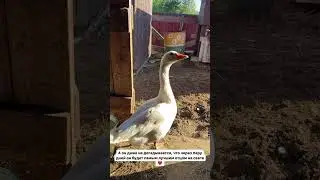 Степан наш остался один.