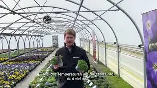 New Aubrieta Glacier Violet - German