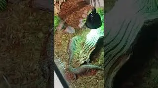 Борьба Ящериц 😡 #sigma #tiktok #animals