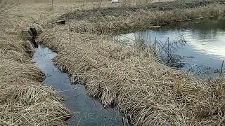 Ставочок весною 2023. #ставоксвоїмируками #pond #пруднадаче
