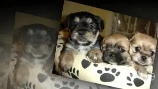 Yorkinese Dog breed