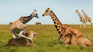 what happen when giraffe kicked lion#lion vs girrafe#baby girrafe amazing#african wild life
