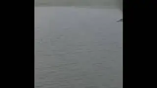 Сохатый