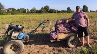 КАРТОПЛЯ. Наш врожай з першого поля