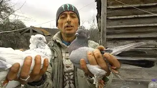 ОТПРАВЛЯЕМ ГОЛУБЕЙ В ПОДАРОК мальчику 13 лет на новый год 2020г