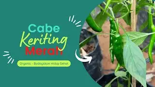 Cabe Kriting merah #cabe viral