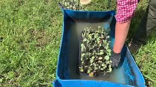 Beginning Farmer Hand Transplanting Tutorial