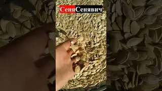 Як виглядає гарбузове насіння після ГАРБУЗОВОГО КОМБАЙНА МОРОЗА