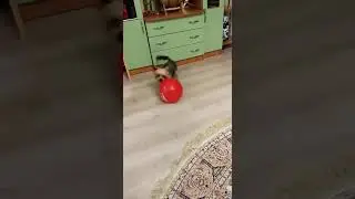 Йорик играет