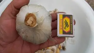 Чеснок 