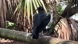 @trinamason the viewing of vultures video journal August 8 2024 3:30 PM salt Springs Florida Capture