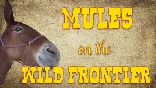 Mules on the Wild Frontier