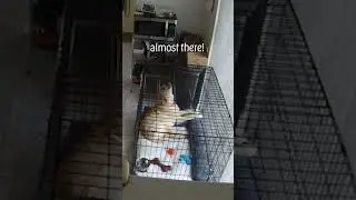 Evolution of My Dog Finding Her Voice