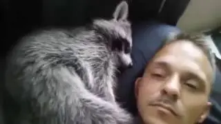 Лучшие приколы с енотами