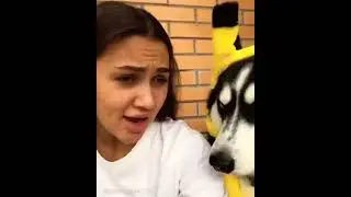 Хаски говорит, хаски пчела. Маша Космос. Хаски видео прикол