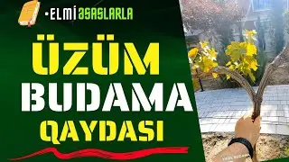 🍇 Üzüm yaşıl budaması necə edilir❓#elmiəsaslarla#bahçe #bitkicilikalemi #bağ #bitkiçi #budama
