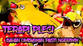 Pancingan Pleci Ngeriwik, Terapi Pleci Bahan Ombyokan