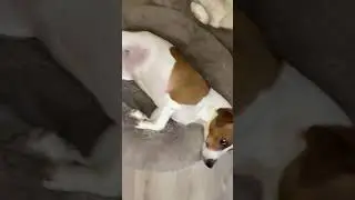 САМЫЕ СМЕШНЫЕ ЖИВОТНЫЕ//НЕ ЖИЗНЬ А МАЛИНА 