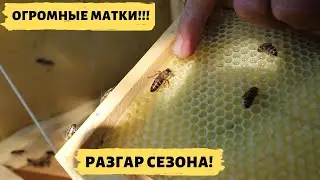 Bee breeding season | I open nucleus