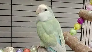 Bird like to play