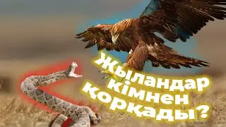 НЕГЕ ҚЫТАЙЛЫҚТАР ЖЫЛАН ЖЕЙДІ? / ЖЫЛАН ЖЕЙТІН ЖАНУАРЛАР