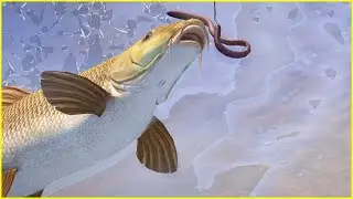Bear Lake Common barbel  rf4 spot | Russian Fishing 4