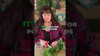 How to Make a Lemon Balm Tincture