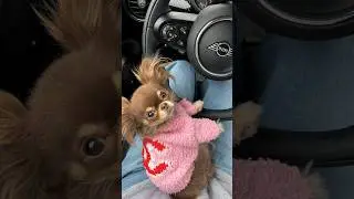 Unbelievable 😱 Dog Drives Car 🚗