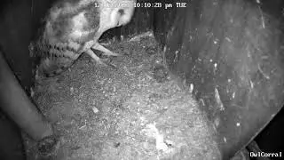 #AvaTheBarnOwl at the Back of the House.  Owl Box C - 12/12/23 - 10:10 pm