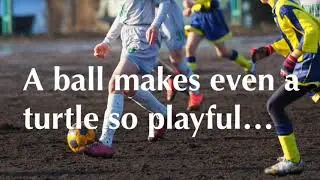 A ball makes a turtle so playful - Play Sports