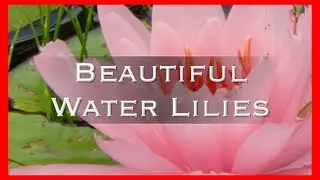 Beautiful Water Lilies and relaxing music