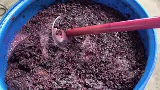 Red Wine Making 2022/23 - Primary Fermentation: Punching Down The Grapes