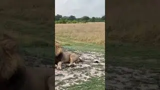 Machaba Males - Botswana Lions