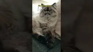 Los pensamientos de iris #animalcomedyvideo #cat #kitten