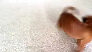Chase your dreams