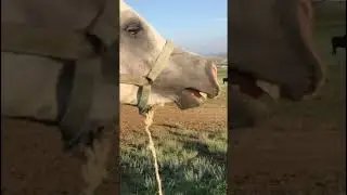 Таким Измира я ещё не видел. 329 #лошадь  #horse   #pferde   #cheval    حصان# #short  #shorts